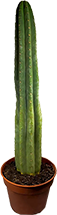 Gewortelde San Pedro Cactus in Pot